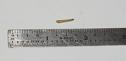 Foto de la larva de la despensa (polilla india de la harina).