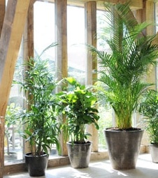 Foto de plantas de jardín en el interior de una casa